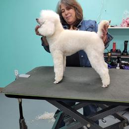 Kandy - Poodle