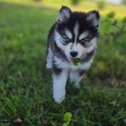 Duke - Black and white male Pomsky puppy in Mc Callsburg, Iowa from SZ Rolling Acres LLC
