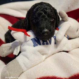 Poodle Puppies from Patriot Noble Paws