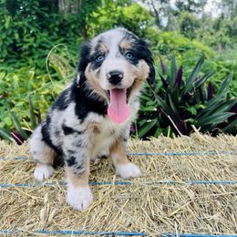 Manon - Blue merle female Australian Shepherd puppy in Ocala, Florida from Udder Chaos Ranch