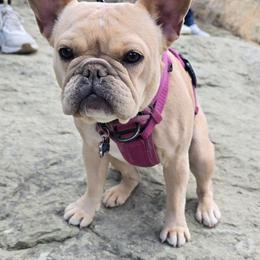 Lilo - French Bulldog