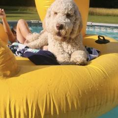 Labradoodle and Saint Berdoodle Puppies from ProAct Canines