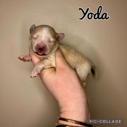 Yoda - Cream male Maltipoo puppy in Morehead, Kentucky from Paw Perfect Pets