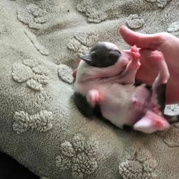 Italian Greyhound Puppies from Fisher Link