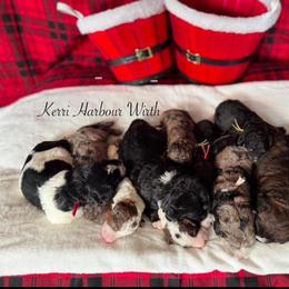 Bernedoodle, Cockapoo, and Goldendoodle Puppies from Avery Doodle Day LLC