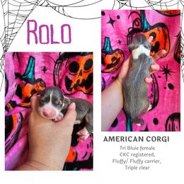 Rolo - Gray and white female American Corgi puppy in Mansfield, Ohio from Moonrise corgis