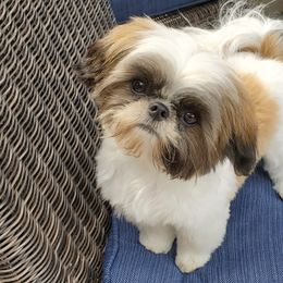 Shih Tzus from Monica's Den of Little Lions
