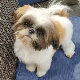 Shih Tzus from Monica's Den of Little Lions