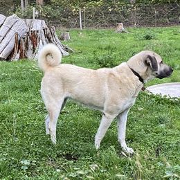 Anatolian Shepherd Dog and Kangal All Grown Up from Hidden Meadow Ranch