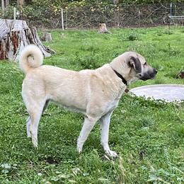 Anatolian Shepherd Dog and Kangal All Grown Up from Hidden Meadow Ranch