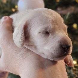 Light green collar - Cream male Dachshund puppy in Pasco, Washington from Loyal Lil Dachshunds