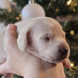 Light green collar - Cream male Dachshund puppy in Pasco, Washington from Loyal Lil Dachshunds