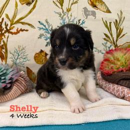 Shelly - Black tri-color female Australian Shepherd puppy in El Dorado Springs, Missouri from OR Aussies