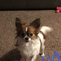 Phoenix - Chihuahua