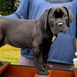 Happy - Cane Corso puppy from Dream Team Kennels
