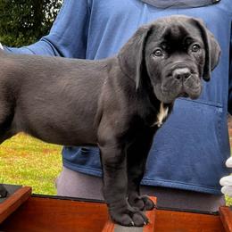 Happy - Cane Corso puppy from Dream Team Kennels