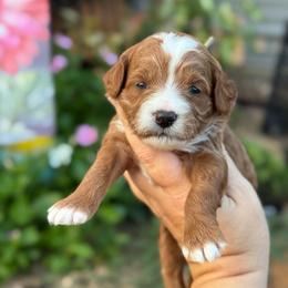 Gushers - Red  female Goldendoodle puppy in Wharton, Texas from Little Fur Friends