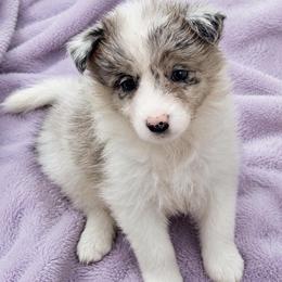 Female 2 - White and blue merle female Border Collie puppy in Shell Knob, Missouri from Stoneridge Kennel