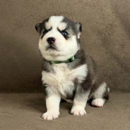 Yuki - Black and white male Siberian Husky puppy in Miami, Florida from House of Ace & Iza