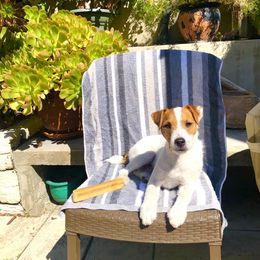 Jack Russell Terrier Puppies from Gem Dandy Jack Russell Terriers