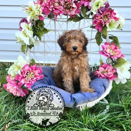 Bernedoodle Puppies from 2 Rose Ranch Doodles