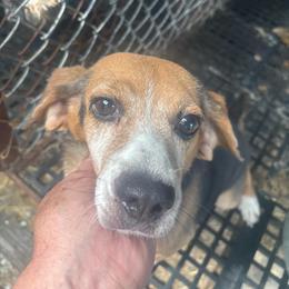Barney - Beagle
