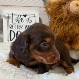 Carson - Chocolate and tan male Dachshund puppy in Gerber, California from Red Dirt Doxies