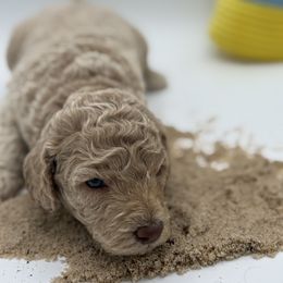 Ocean - Cream male Poodle puppy in Southampton, New Jersey from Lavishly Loved Pets LLC