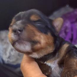 Prince - Black and gold male Yorkshire Terrier puppy in Phoenix, Arizona from Coursey’s Yorkies