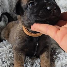 Teeze's Brown - Mahogany male Belgian Malinois puppy in Berry, Alabama from North River k9