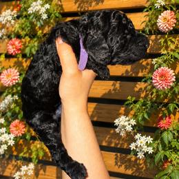 Wednesday - Purple Collar Girl - Black female Goldendoodle puppy in Yakima, Washington from HoneyPaw Doodles