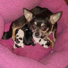 Chihuahua puppies from Furever Friends