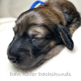 Maxwell - Cream male Dachshund puppy in Vale, North Carolina from Dan River Dachshunds