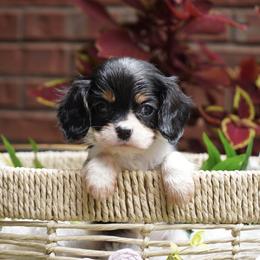Girl 1 - Tri-color female Cavalier King Charles Spaniel puppy in Lula, Georgia from Cavaliers by Crumley