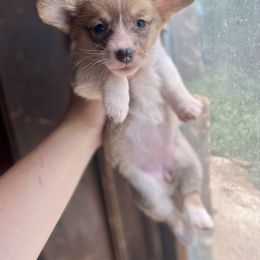 Sable girl 3 - Sable and white female American Corgi puppy in Clinton, Tennessee from High Hopes Hounds