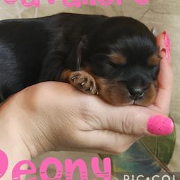 Peony - Black and tan female Cavalier King Charles Spaniel puppy in Racine County, Wisconsin from Hough's Danes and Cavaliers