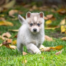 King - Gray and white Alaskan Klee Kai puppy in Pasadena, California from Nornir Kennels