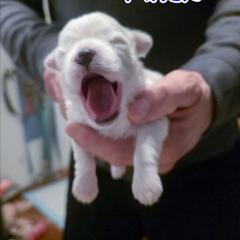 Mack - White male Mal-Shi puppy in Belleville, Michigan from Michigan Maltese Puppies