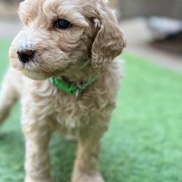 Willow - Cream female Goldendoodle puppy in Macclenny, Florida from Baker County Goldendoodles