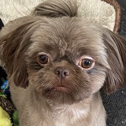 Bella Shields - Shih Tzu