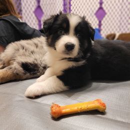 Australian Shepherd Puppies from RussKris Farms Aussies