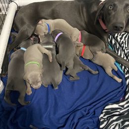 Weimaraner Puppies from Palmetto State Weimaraners