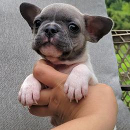Rigby (black collar) - Blue fawn male French Bulldog puppy in Montrose, Michigan from C.Lee Family Frenchies
