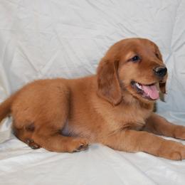 Biscuit - Dark golden female Golden Retriever puppy in New Weston, Ohio from Bertke AKC Golden Retrievers and Bernese Mountain Dogs