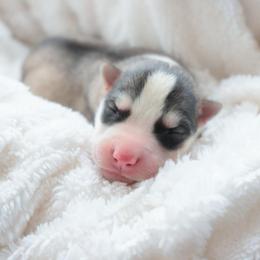 Mochi - Gray and white male Siberian Husky puppy in Bly, Oregon from Hill Top Huskies