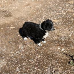 Girl - White and black female Bordoodle puppy in Junction, Utah from Sugar Doodles