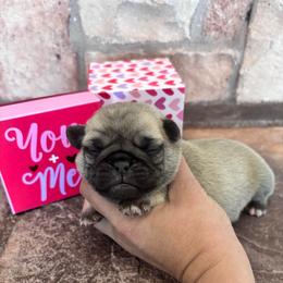 White collar - Fawn female Pug puppy in Tucson, Arizona from Furever Friends