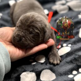 Viserion - Gray Cane Corso puppy in Justin, Texas from Bella Vista Kennels