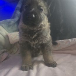 German Shepherd Puppies from Pheonix Farm