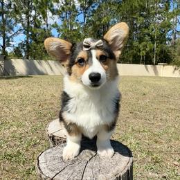 Star - Black and tan female American Corgi puppy in Florida from Sunrise Corgis